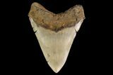 Serrated, Fossil Megalodon Tooth - North Carolina #147507-2